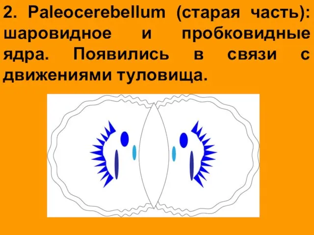 2. Paleocerebellum (старая часть): шаровидное и пробковидные ядра. Появились в связи с движениями туловища.