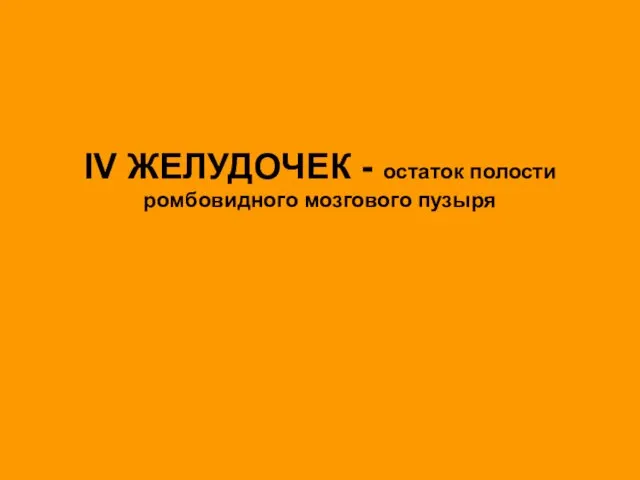 IV ЖЕЛУДОЧЕК - остаток полости ромбовидного мозгового пузыря