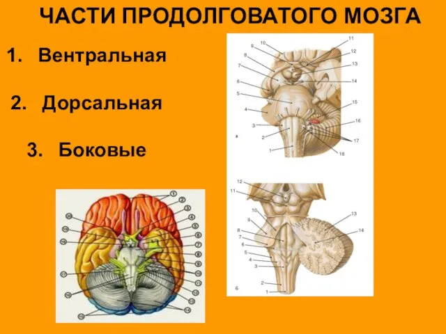 ЧАСТИ ПРОДОЛГОВАТОГО МОЗГА Вентральная Дорсальная Боковые