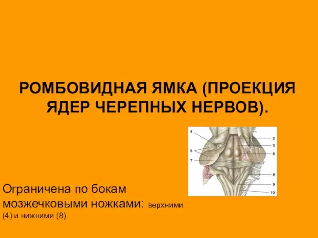 РОМБОВИДНАЯ ЯМКА (ПРОЕКЦИЯ ЯДЕР ЧЕРЕПНЫХ НЕРВОВ). Ограничена по бокам мозжечковыми ножками: верхними (4) и нижними (8)