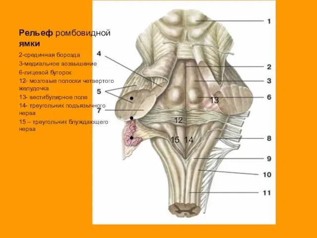Рельеф ромбовидной ямки 13 12 15 14 2-срединная борозда 3-медиальное возвышение