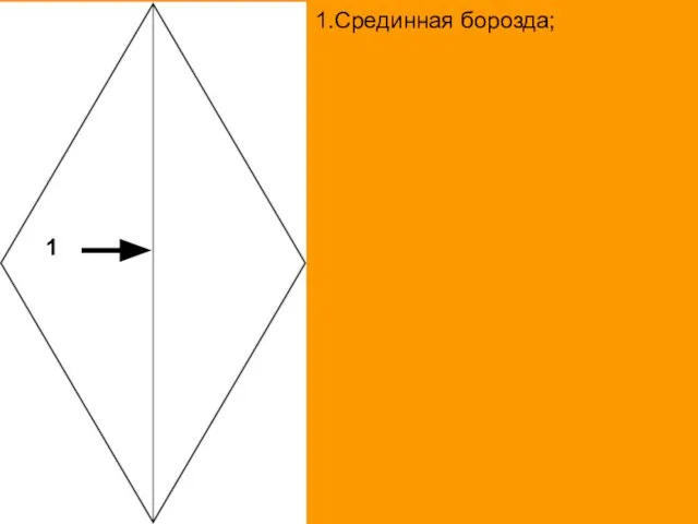 1 1.Срединная борозда;