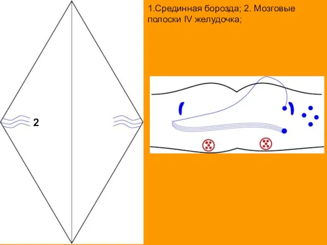 1.Срединная борозда; 2. Мозговые полоски IV желудочка; 2