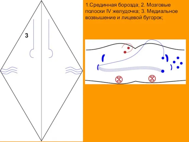 1.Срединная борозда; 2. Мозговые полоски IV желудочка; 3. Медиальное возвышение и лицевой бугорок; 3