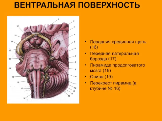 ВЕНТРАЛЬНАЯ ПОВЕРХНОСТЬ Передняя срединная щель (16) Передняя латеральная борозда (17) Пирамида