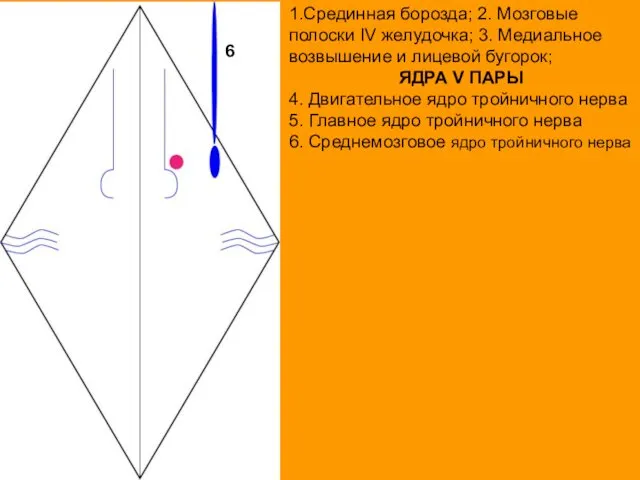 1.Срединная борозда; 2. Мозговые полоски IV желудочка; 3. Медиальное возвышение и