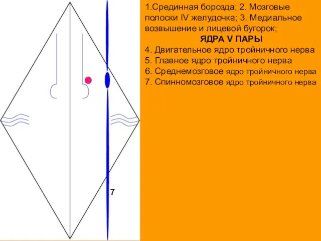 1.Срединная борозда; 2. Мозговые полоски IV желудочка; 3. Медиальное возвышение и