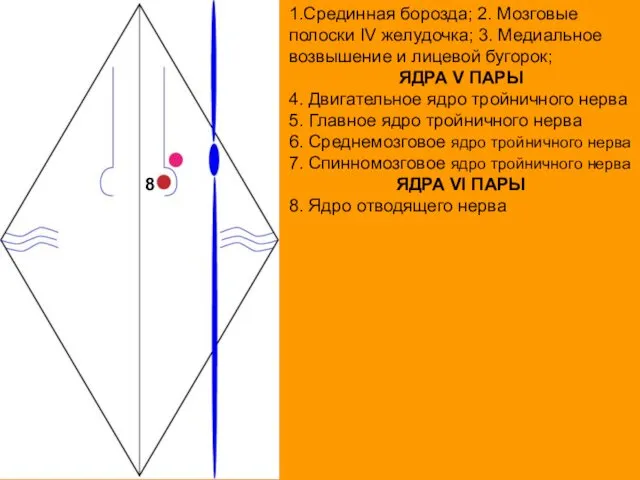 1.Срединная борозда; 2. Мозговые полоски IV желудочка; 3. Медиальное возвышение и