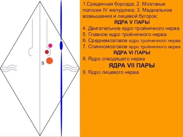 1.Срединная борозда; 2. Мозговые полоски IV желудочка; 3. Медиальное возвышение и