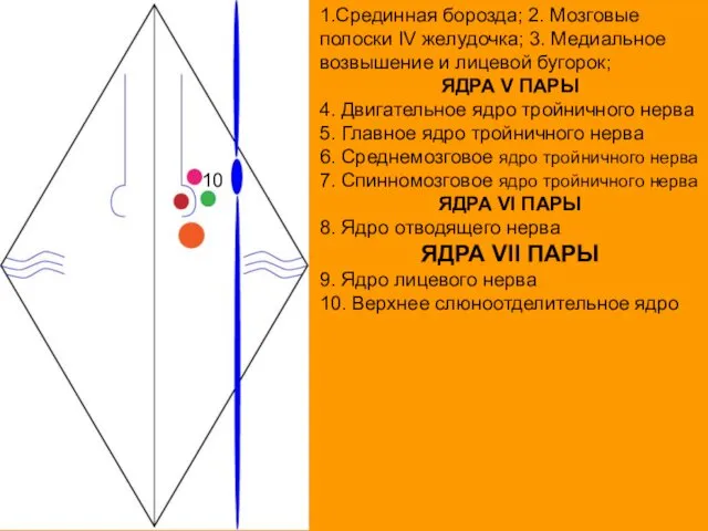 1.Срединная борозда; 2. Мозговые полоски IV желудочка; 3. Медиальное возвышение и