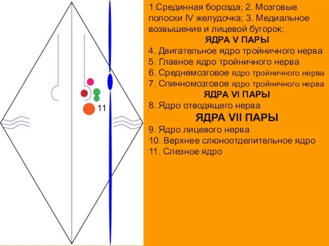 1.Срединная борозда; 2. Мозговые полоски IV желудочка; 3. Медиальное возвышение и