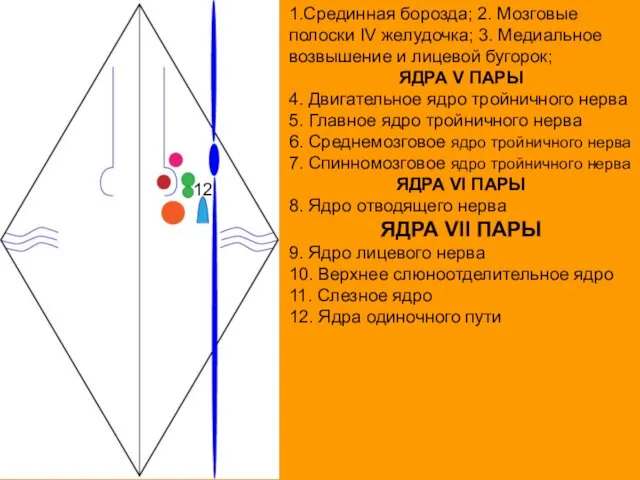 1.Срединная борозда; 2. Мозговые полоски IV желудочка; 3. Медиальное возвышение и