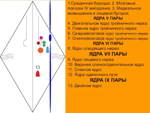 1.Срединная борозда; 2. Мозговые полоски IV желудочка; 3. Медиальное возвышение и