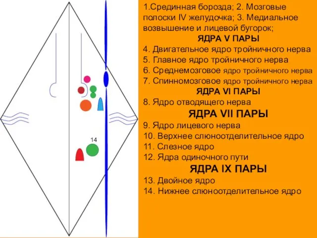 1.Срединная борозда; 2. Мозговые полоски IV желудочка; 3. Медиальное возвышение и