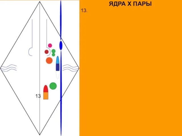 ЯДРА X ПАРЫ 13. 13