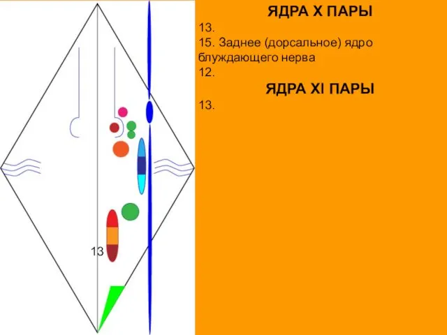 ЯДРА X ПАРЫ 13. 15. Заднее (дорсальное) ядро блуждающего нерва 12. ЯДРА XI ПАРЫ 13. 13