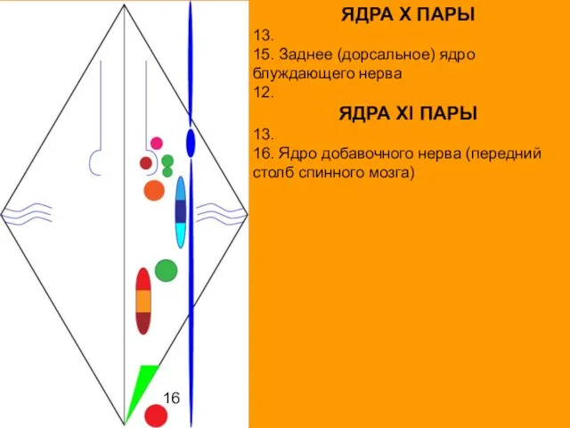 ЯДРА X ПАРЫ 13. 15. Заднее (дорсальное) ядро блуждающего нерва 12.