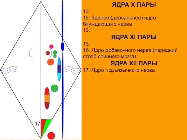 ЯДРА X ПАРЫ 13. 15. Заднее (дорсальное) ядро блуждающего нерва 12.