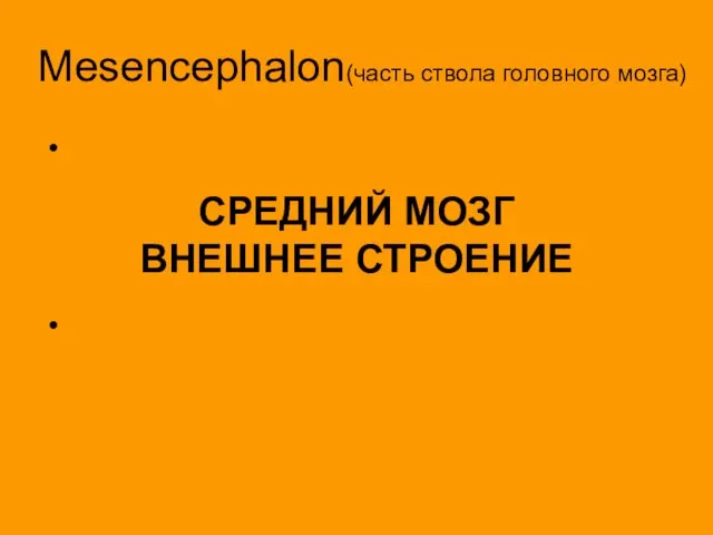 СРЕДНИЙ МОЗГ ВНЕШНЕЕ СТРОЕНИЕ Mesencephalon(часть ствола головного мозга)