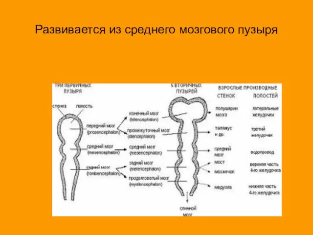 Развивается из среднего мозгового пузыря