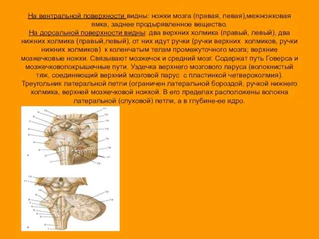 На вентральной поверхности видны: ножки мозга (правая, левая),межножковая ямка, заднее продырявленное