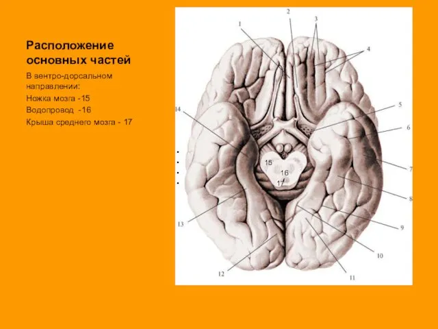 Расположение основных частей 15 16 17 В вентро-дорсальном направлении: Ножка мозга