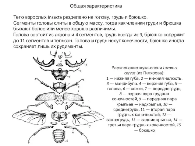 Общая характеристика Тело взрослых Insecta разделено на голову, грудь и брюшко.
