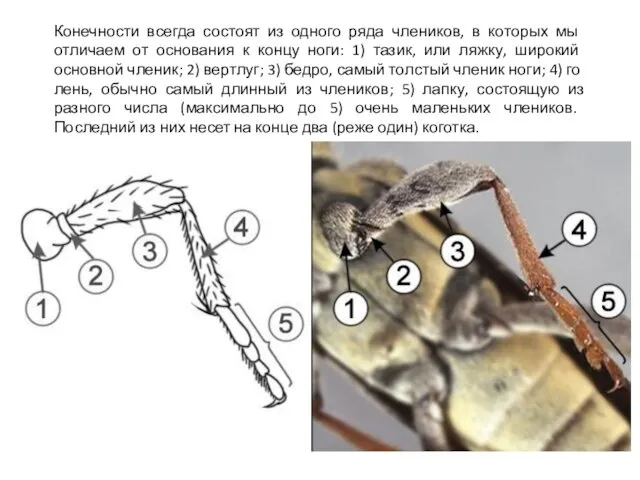 Конечности всегда состоят из одного ря­да члеников, в которых мы отличаем