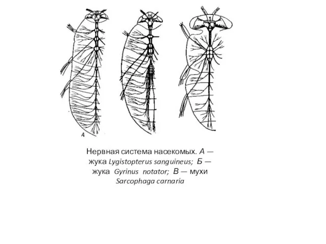 Нервная система насекомых. А — жука Lygistopterus sanguineus; Б — жука