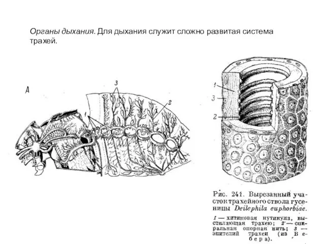 Органы дыхания. Для дыхания служит сложно развитая система трахей.