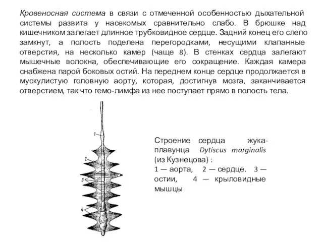 Кровеносная система в связи с отмеченной особенностью дыхатель­ной системы развита у