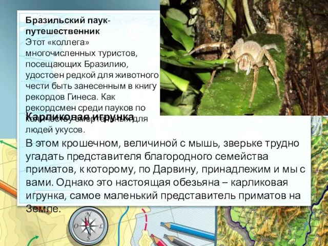 Бразильский паук-путешественник Этот «коллега» многочисленных туристов, посещающих Бразилию, удостоен редкой для