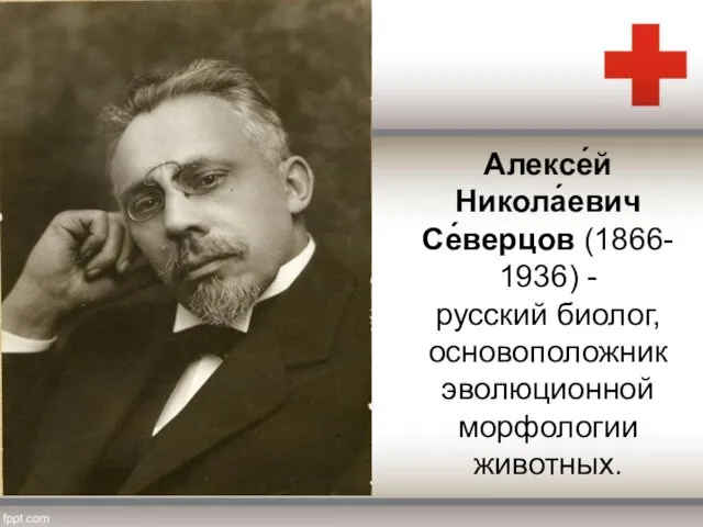 Алексе́й Никола́евич Се́верцов (1866-1936) - русский биолог, основоположник эволюционной морфологии животных.