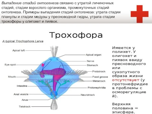 Выпадение стадий онтогенеза связано с утратой личиночных стадий, стадии взрослого организма,