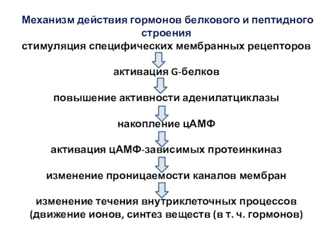 Механизм действия гормонов белкового и пептидного строения стимуляция специфических мембранных рецепторов