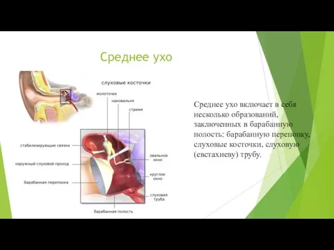 Среднее ухо Среднее ухо включает в себя несколько образований, заключенных в