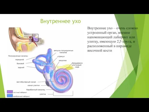 Внутреннее ухо Внутреннее ухо – очень сложно устроенный орган, внешне напоминающий