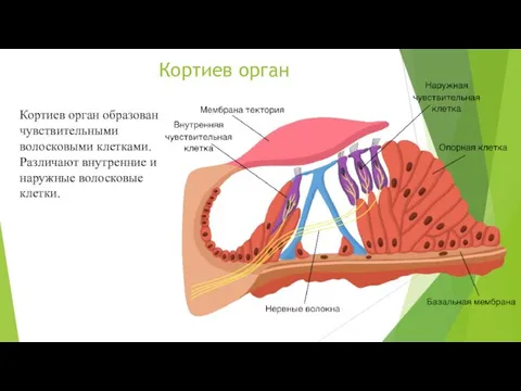 Кортиев орган Кортиев орган образован чувствительными волосковыми клетками. Различают внутренние и наружные волосковые клетки.