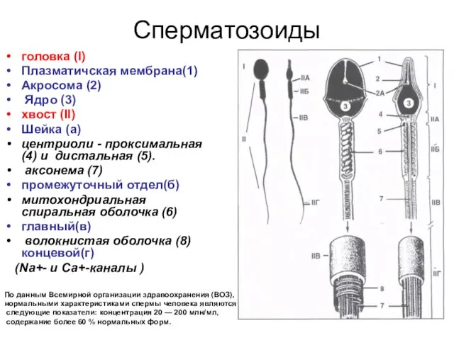 Сперматозоиды головка (I) Плазматичская мембрана(1) Акросома (2) Ядро (3) хвост (II)