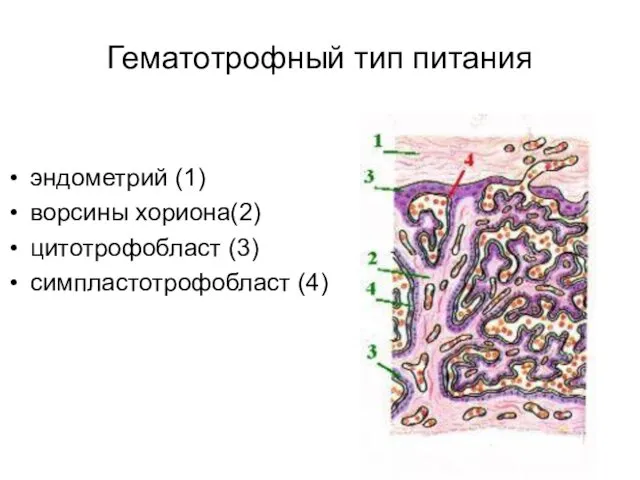 Гематотрофный тип питания эндометрий (1) ворсины хориона(2) цитотрофобласт (3) симпластотрофобласт (4)