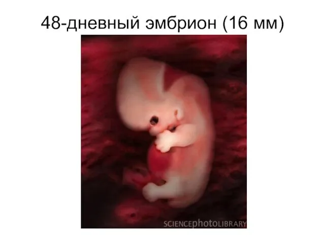 48-дневный эмбрион (16 мм)