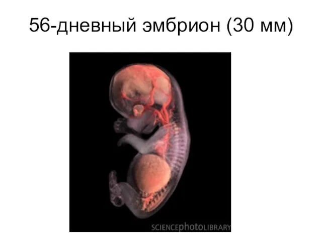 56-дневный эмбрион (30 мм)