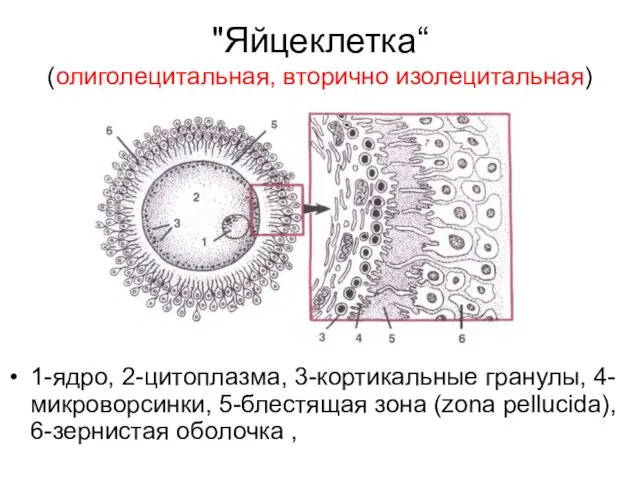 "Яйцеклетка“ (олиголецитальная, вторично изолецитальная) 1-ядро, 2-цитоплазма, 3-кортикальные гранулы, 4-микроворсинки, 5-блестящая зона (zona pellucida), 6-зернистая оболочка ,
