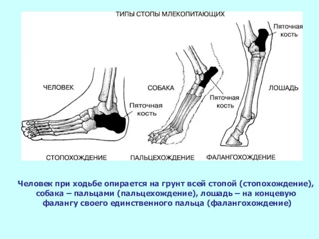 Человек при ходьбе опирается на грунт всей стопой (стопохождение), собака –