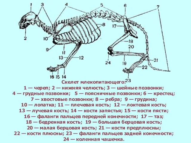 Скелет млекопитающего: 1 — череп; 2 — нижняя челюсть; 3 —