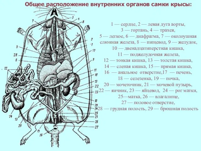 1 — сердце, 2 — левая дуга аорты, 3 — гортань,