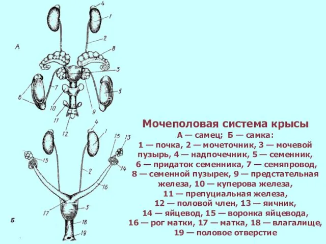 Мочеполовая система крысы А — самец; Б — самка: 1 —