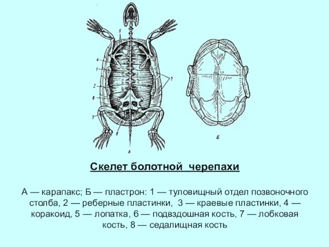 Скелет болотной черепахи А — карапакс; Б — пластрон: 1 —