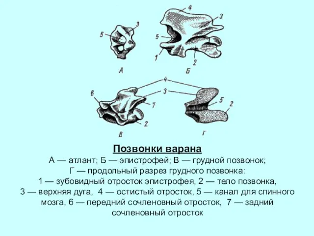 Позвонки варана А — атлант; Б — эпистрофей; В — грудной