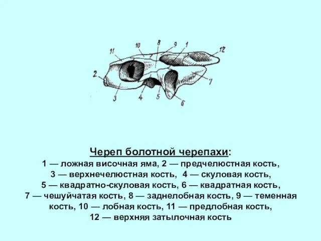 Череп болотной черепахи: 1 — ложная височная яма, 2 — предчелюстная